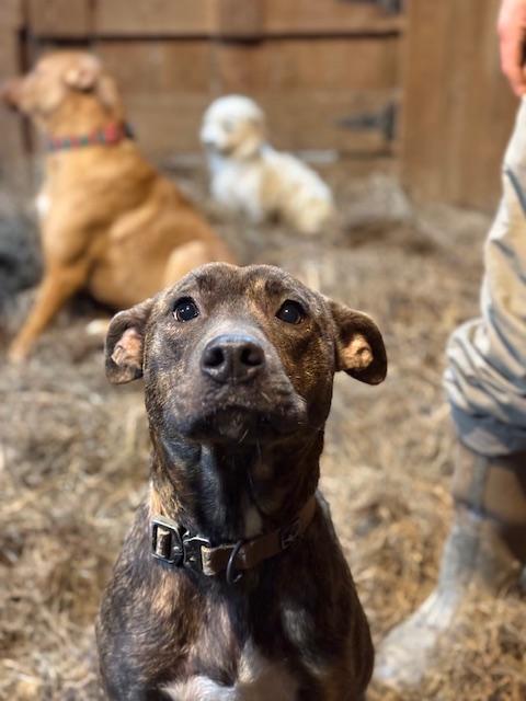 Grace, ADOPTABLE, Young Female Mixed Breed & Pit Bull Terrier.