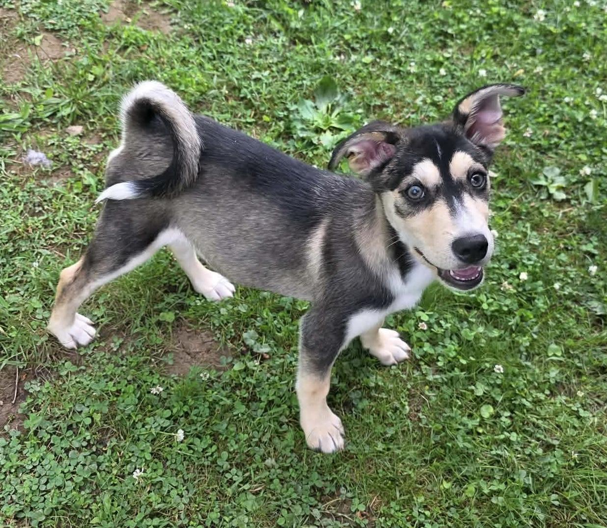Oakley, an adopted mixed breed in Greensburg, PA image 6/6