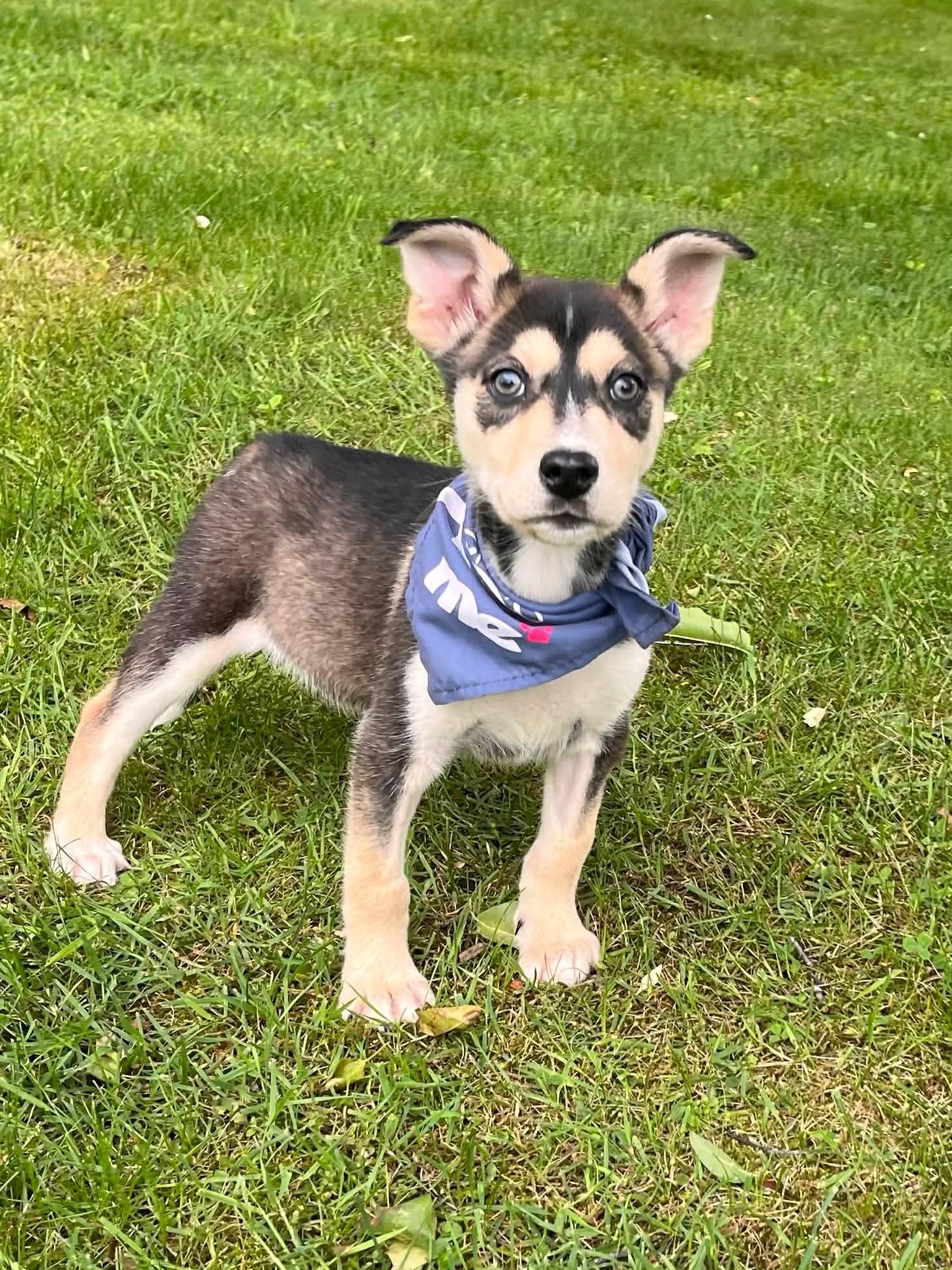 Oakley, an adopted mixed breed in Greensburg, PA image 3/6