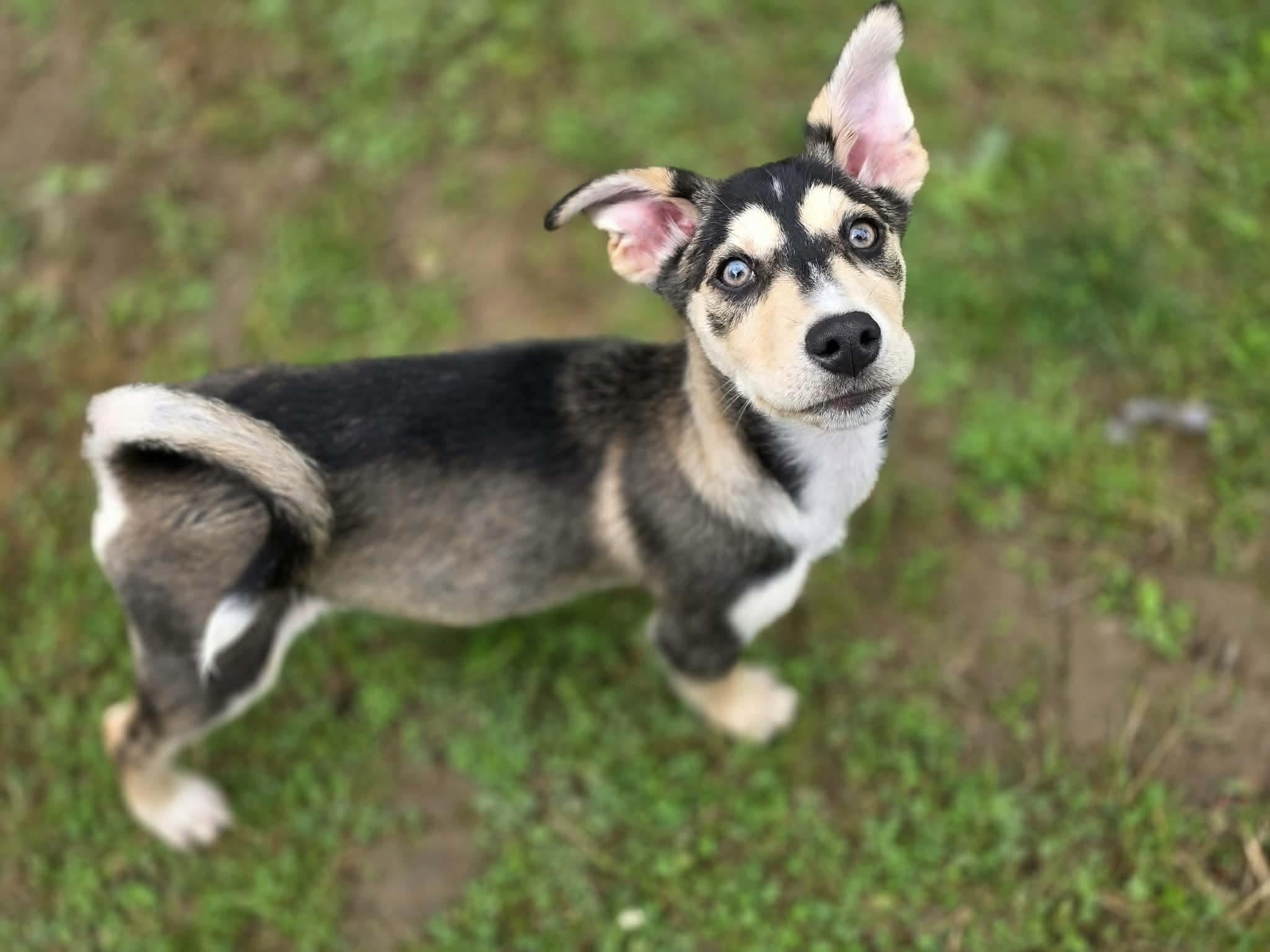 Oakley, adopted, Puppy Male Husky & Cattle Dog.
