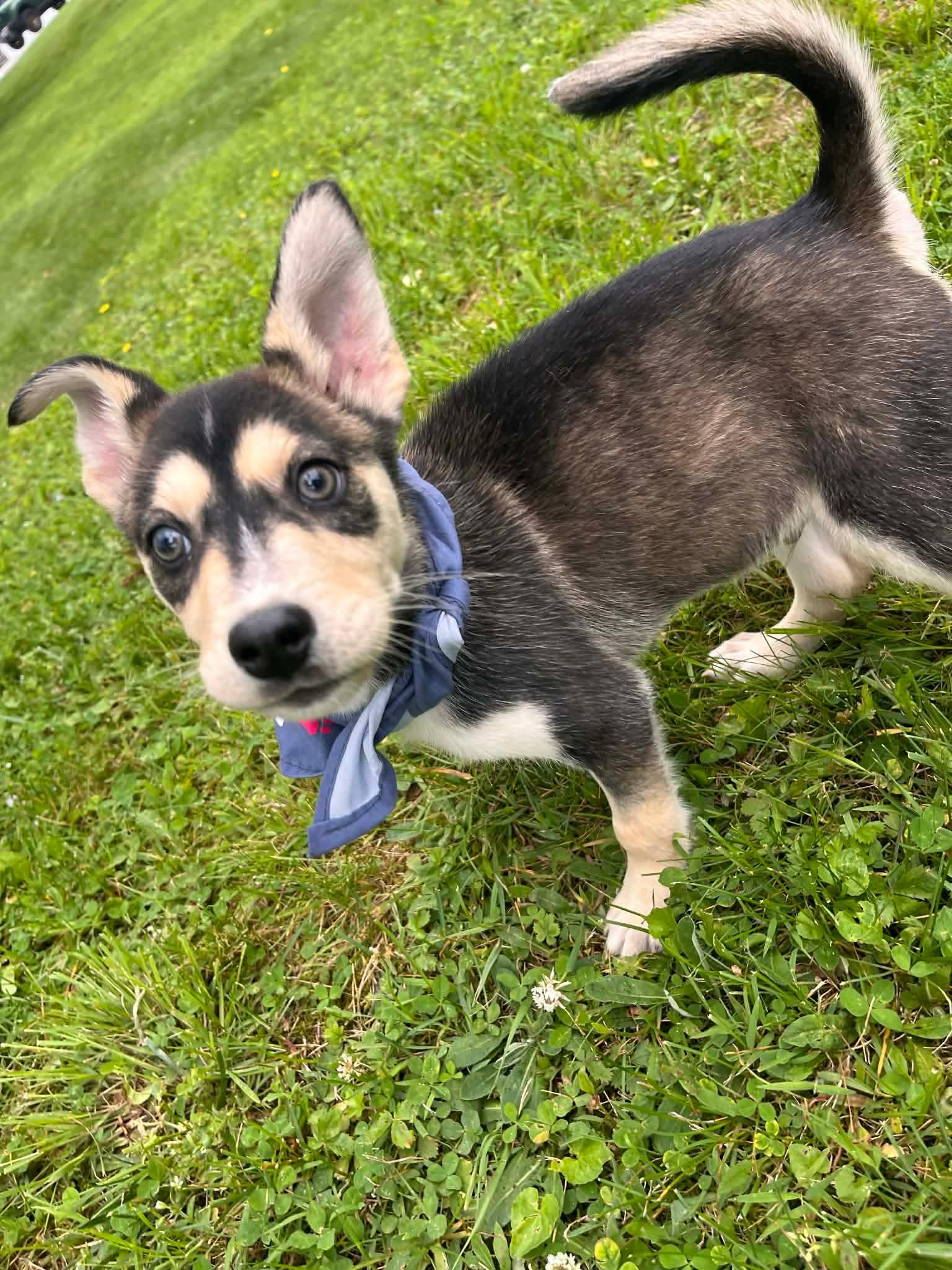 Oakley, an adopted mixed breed in Greensburg, PA image 2/6