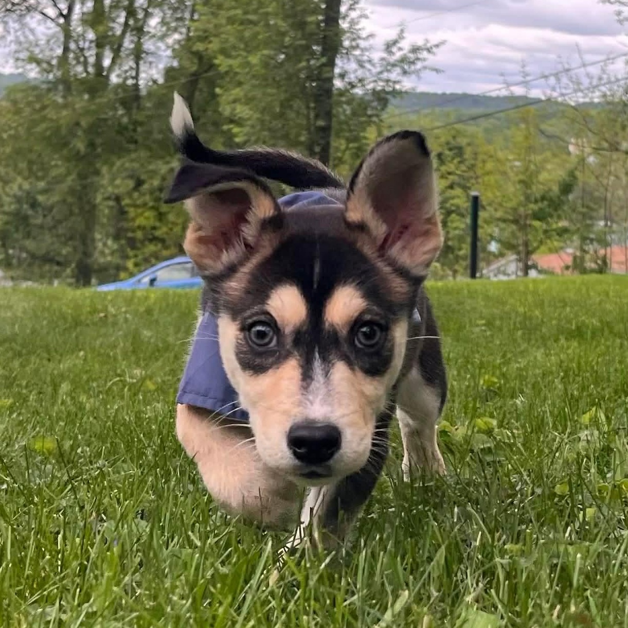 Oakley, an adopted mixed breed in Greensburg, PA image 4/6