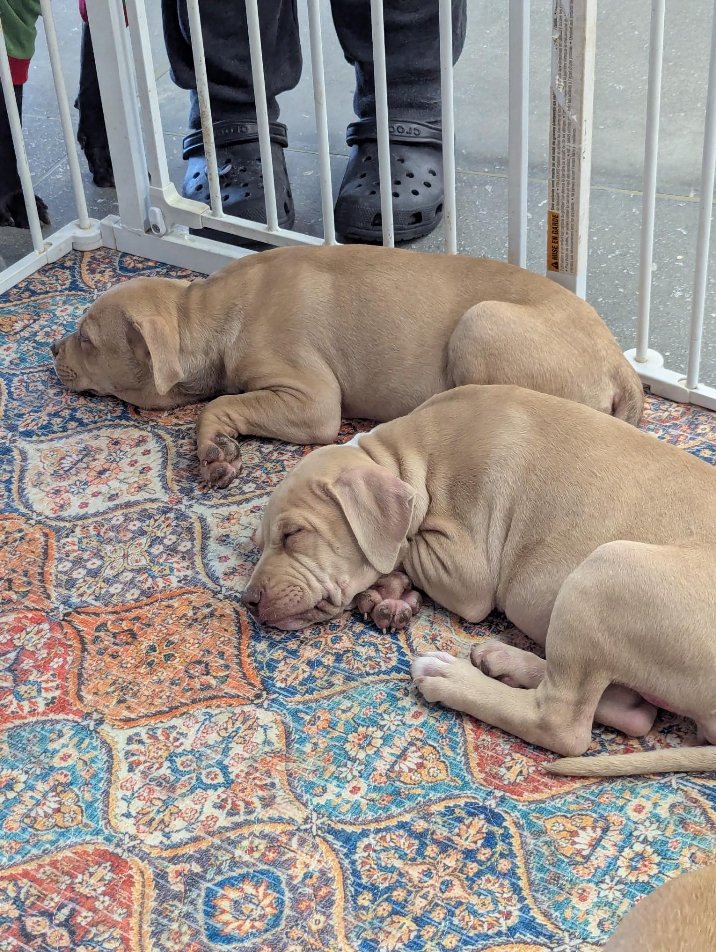 Enlarge The Flintstones puppies!, a ADOPTABLE mixed breed in Milner, GA image 3/3