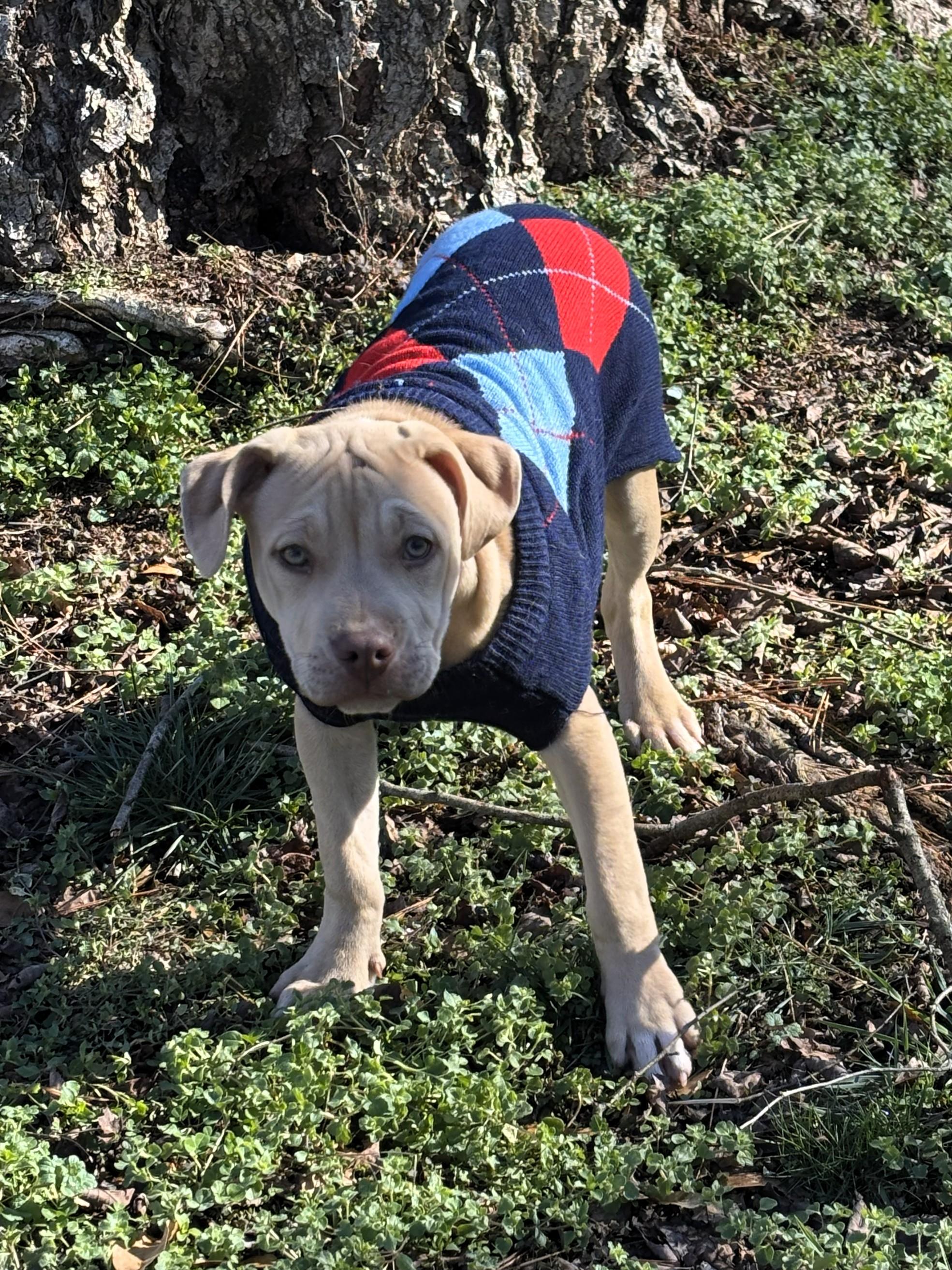 Enlarge Betty, a ADOPTABLE mixed breed in Milner, GA image 2/2