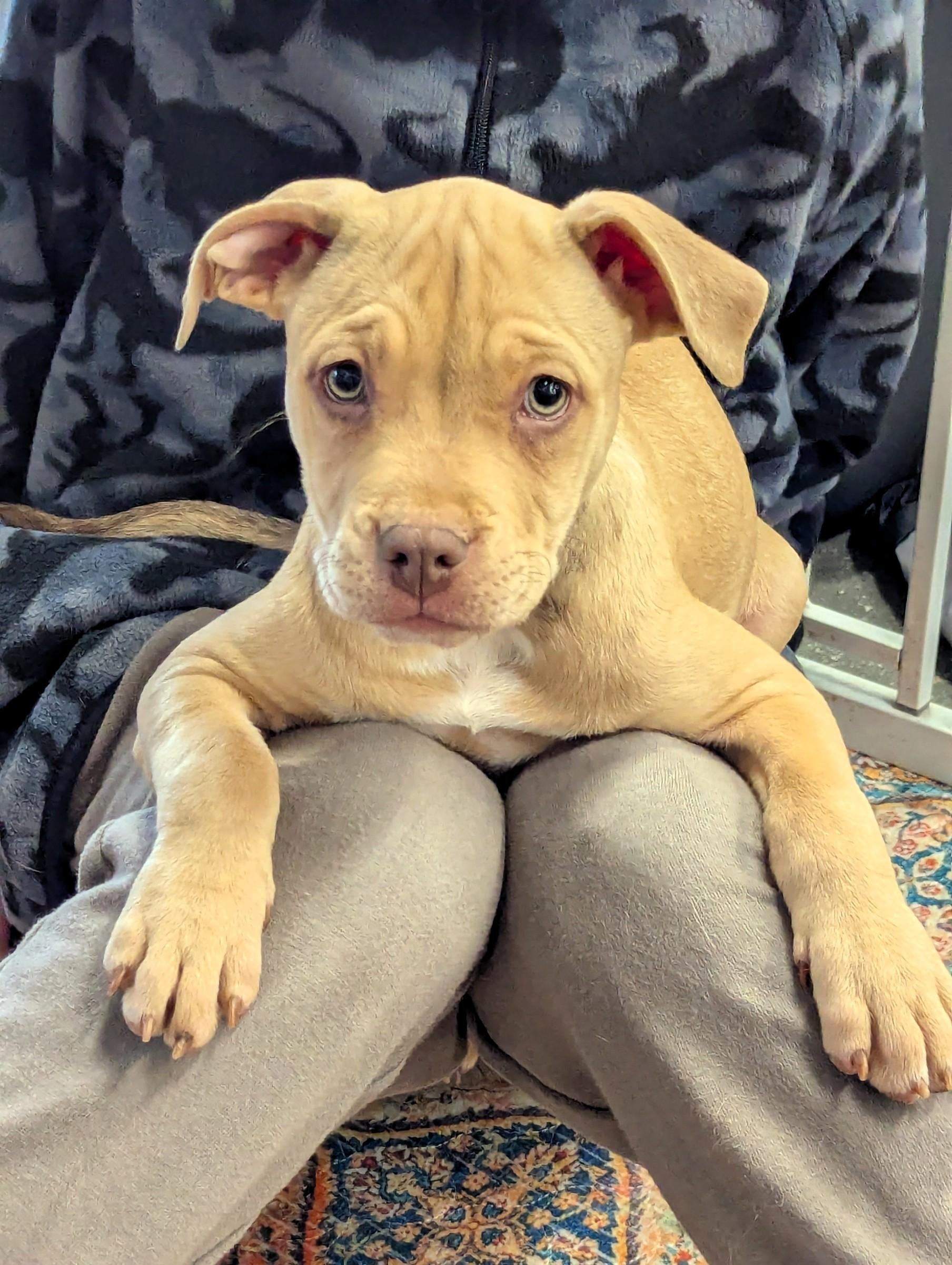 Enlarge The Flintstones puppies!, a ADOPTABLE mixed breed in Milner, GA image 2/3