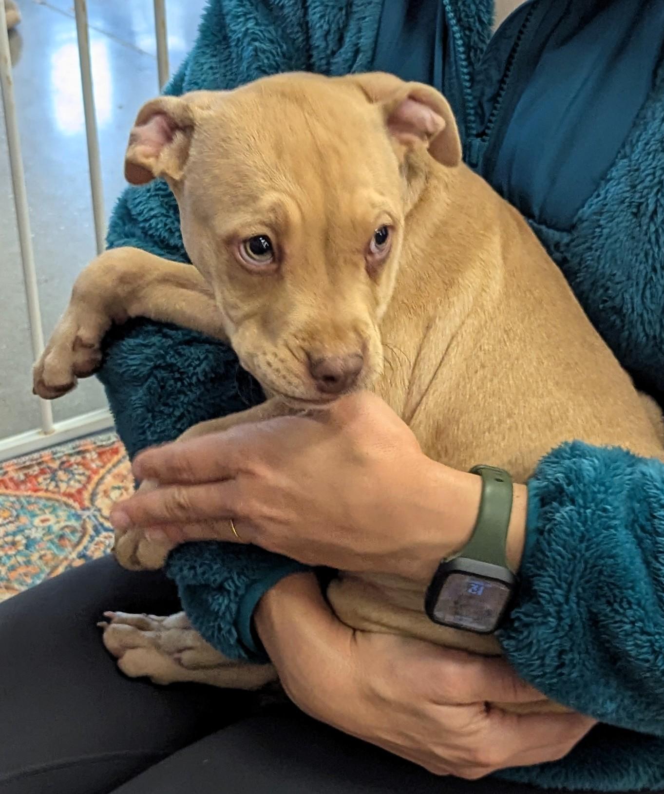 Enlarge The Flintstones puppies!, a ADOPTABLE mixed breed in Milner, GA image 1/3