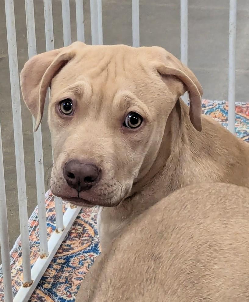 Enlarge Betty, a ADOPTABLE mixed breed in Milner, GA image 1/2