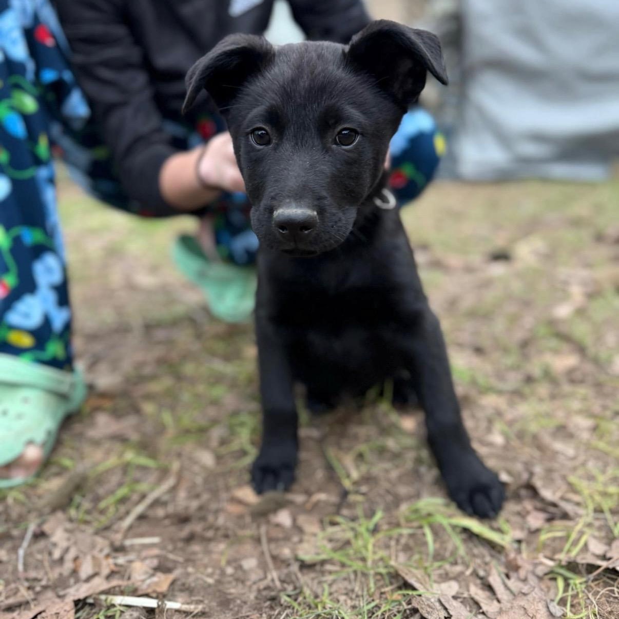 Enlarge Mission, a Adopted mixed breed in New Braunfels, TX image 1/4