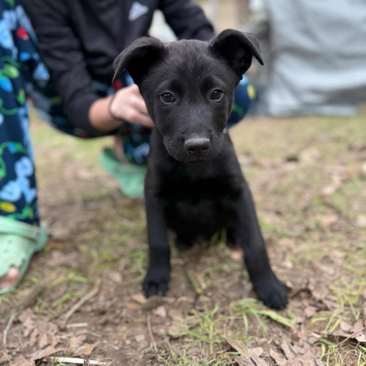 Enlarge Mission, a Adopted mixed breed in New Braunfels, TX image 2/4