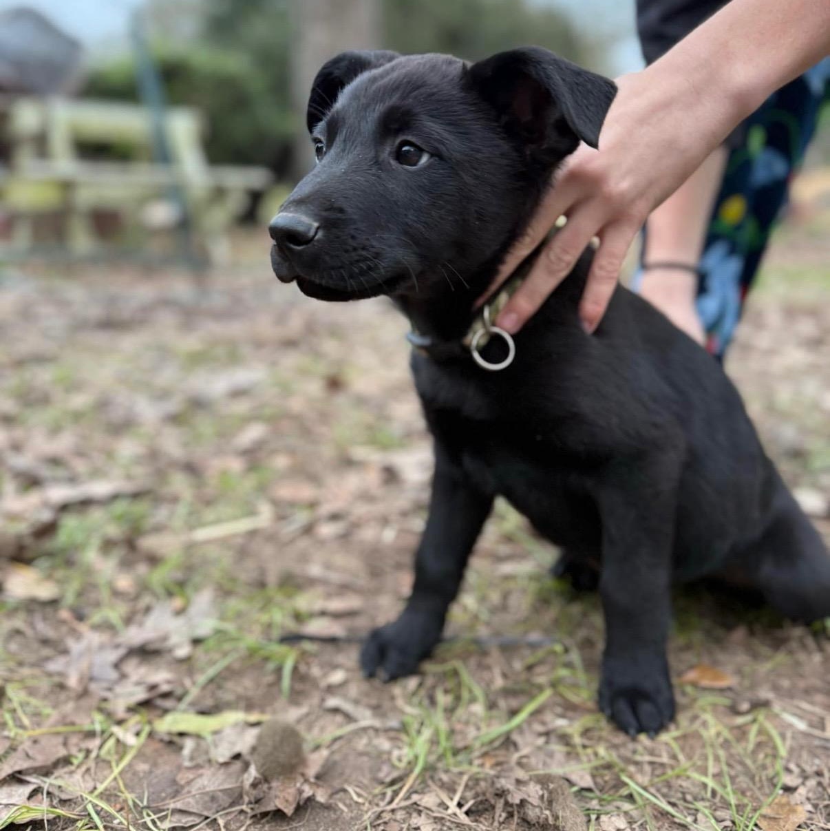Enlarge Mission, a Adopted mixed breed in New Braunfels, TX image 3/4
