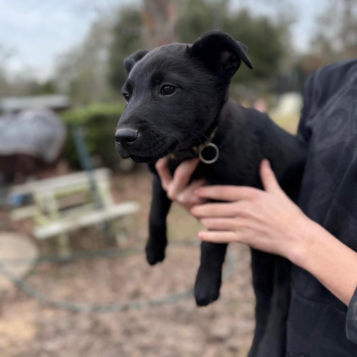 Enlarge Mission, a Adopted mixed breed in New Braunfels, TX image 4/4
