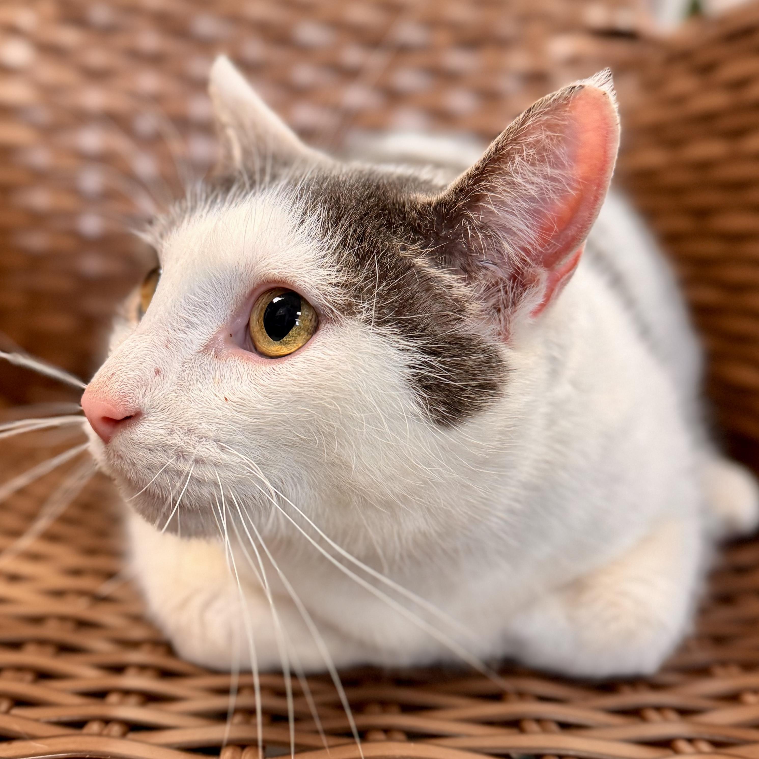 Doug , ADOPTABLE, Senior Male Domestic Short Hair.