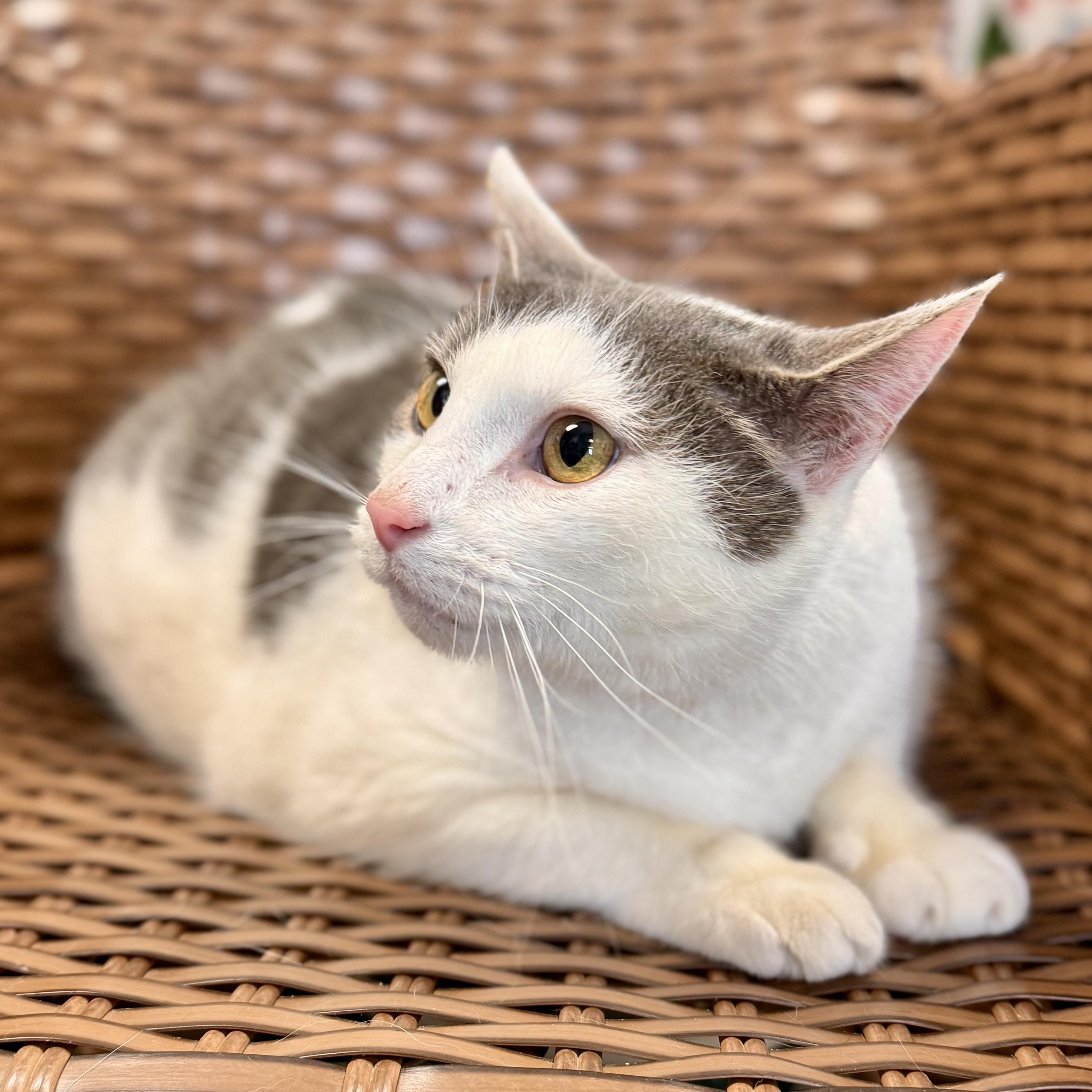 Enlarge Doug , a ADOPTABLE Domestic Short Hair in Midland, MI image 2/4