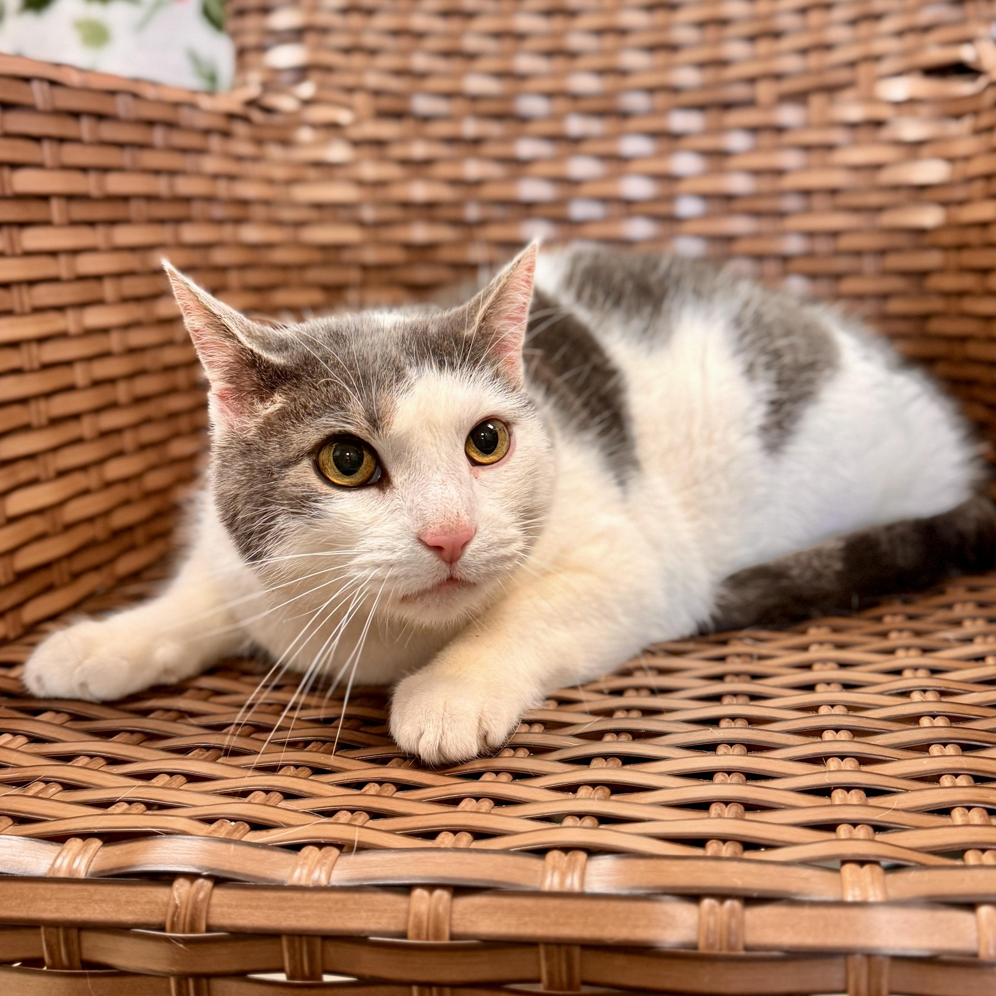 Enlarge Doug , a ADOPTABLE Domestic Short Hair in Midland, MI image 3/4