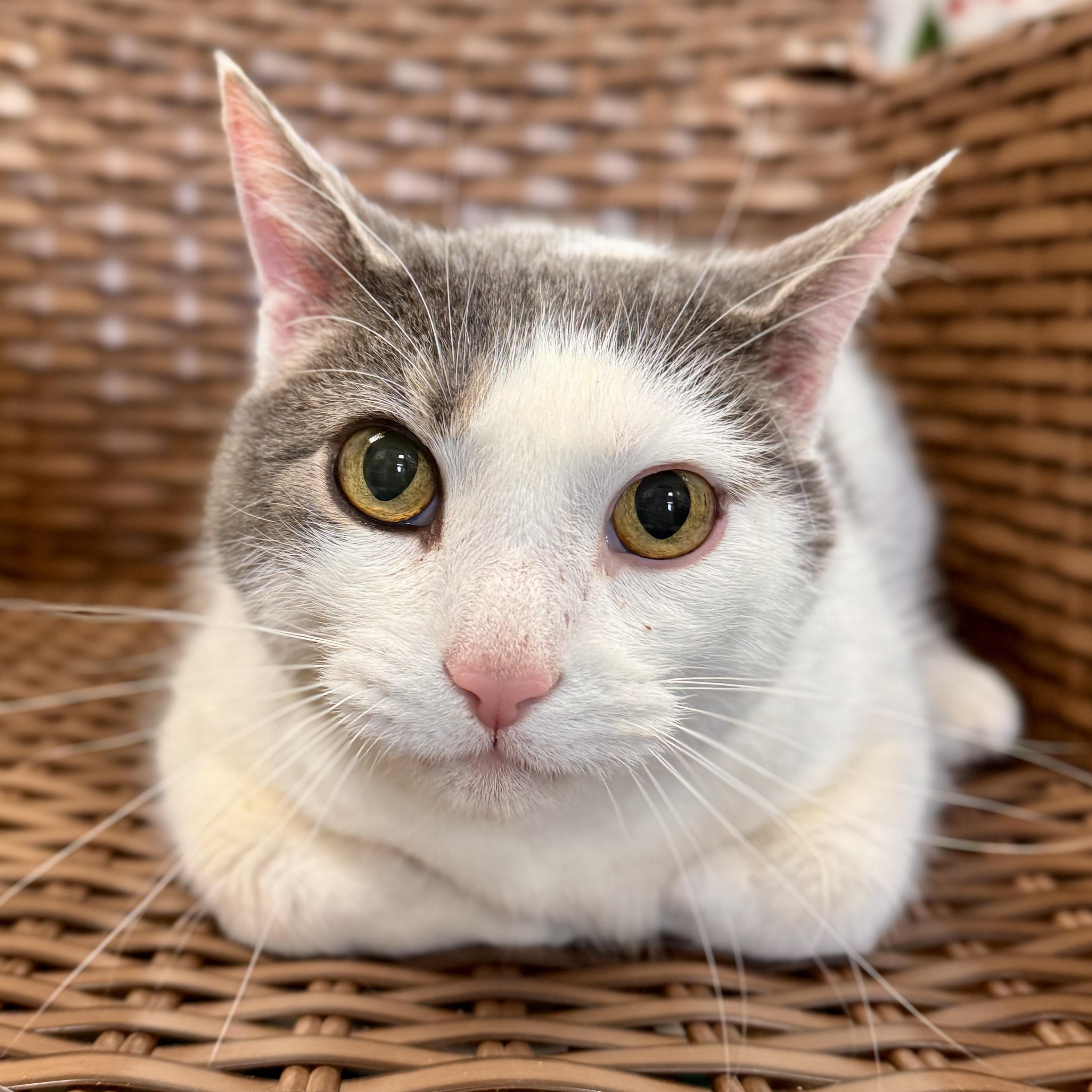 Enlarge Doug , a ADOPTABLE Domestic Short Hair in Midland, MI image 4/4