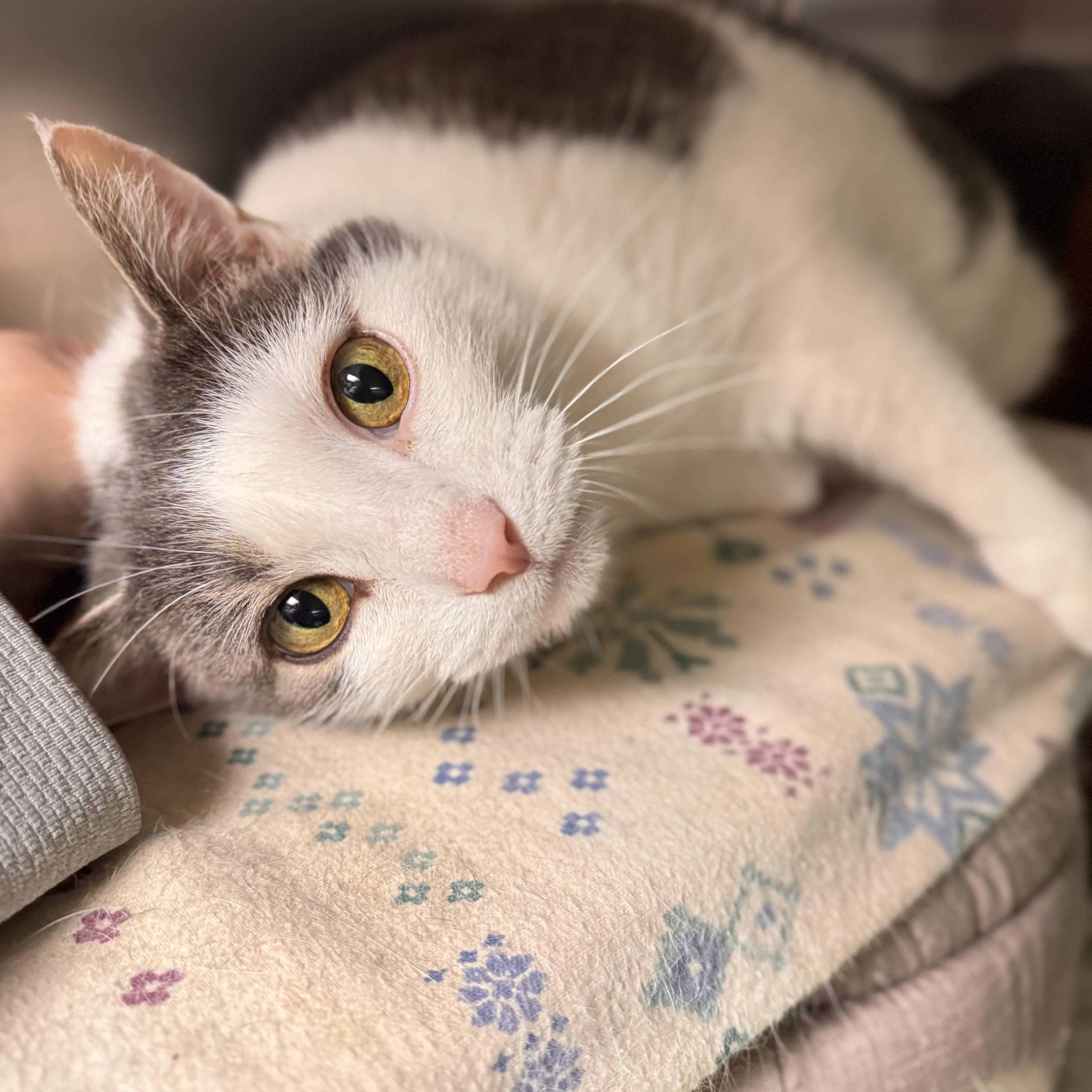 Doug , ADOPTABLE, Senior Male Domestic Short Hair.