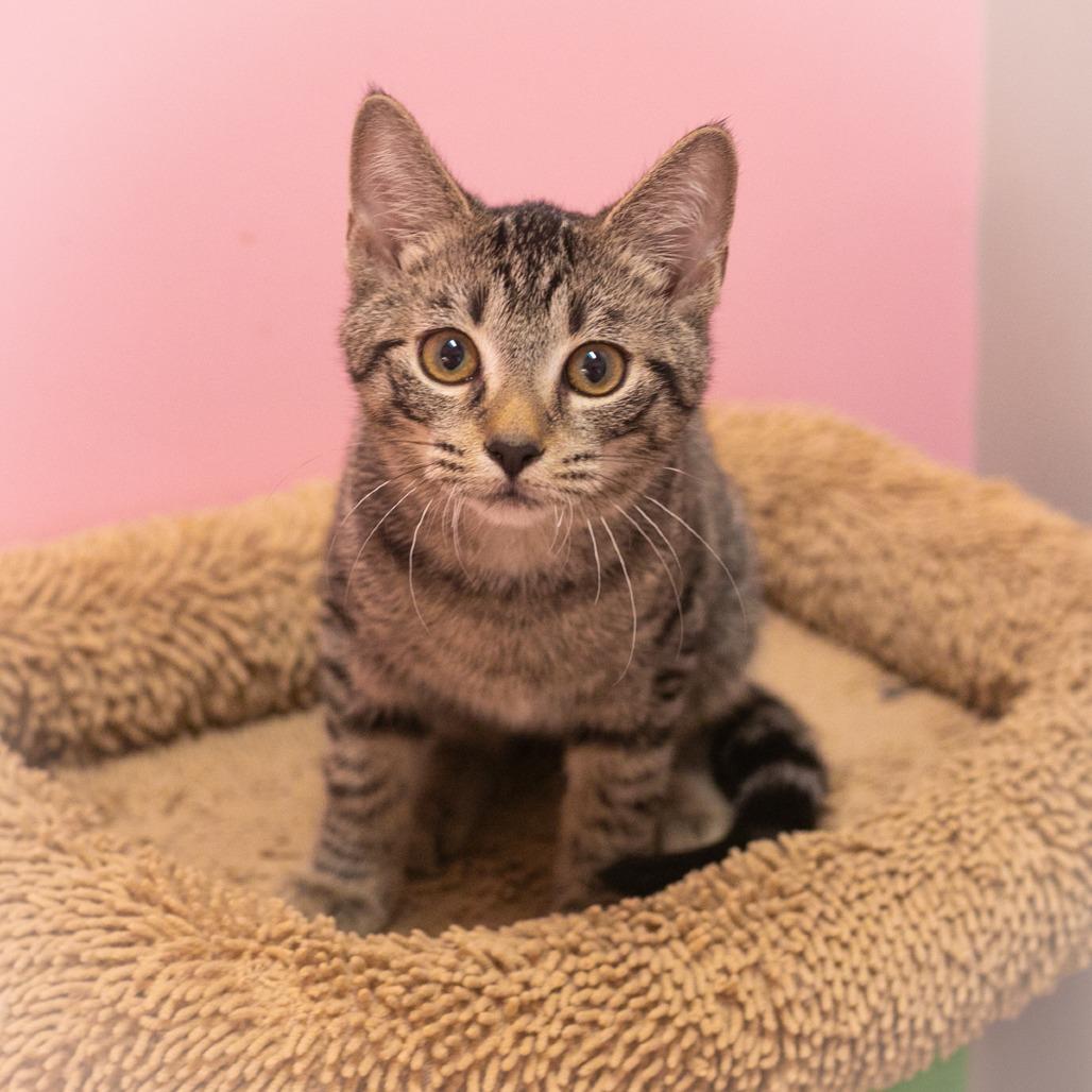 Tobey, Adoptable, Kitten Male Domestic Short Hair.