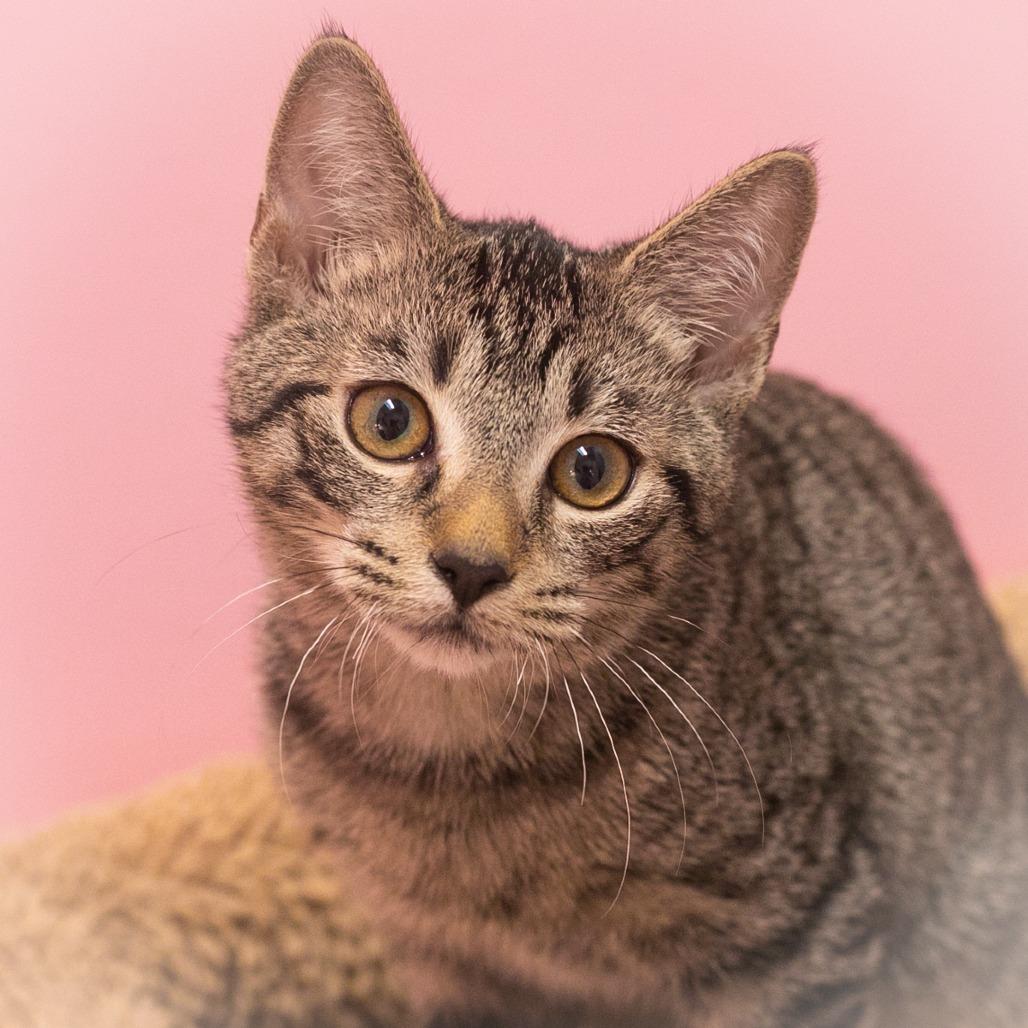 Enlarge Tobey, a Adoptable Domestic Short Hair in St. Augustine, FL image 1/3