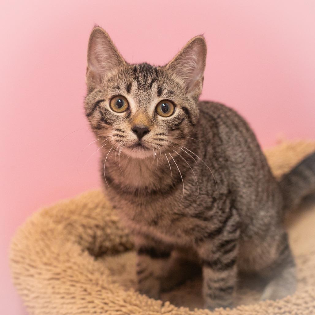 Enlarge Tobey, a Adoptable Domestic Short Hair in St. Augustine, FL image 2/3