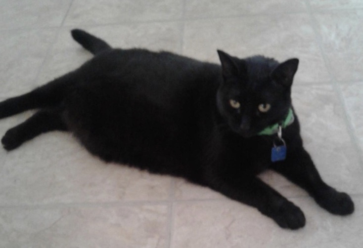 Minnie, a Adoptable mixed breed in Surrey, BC image 1/2