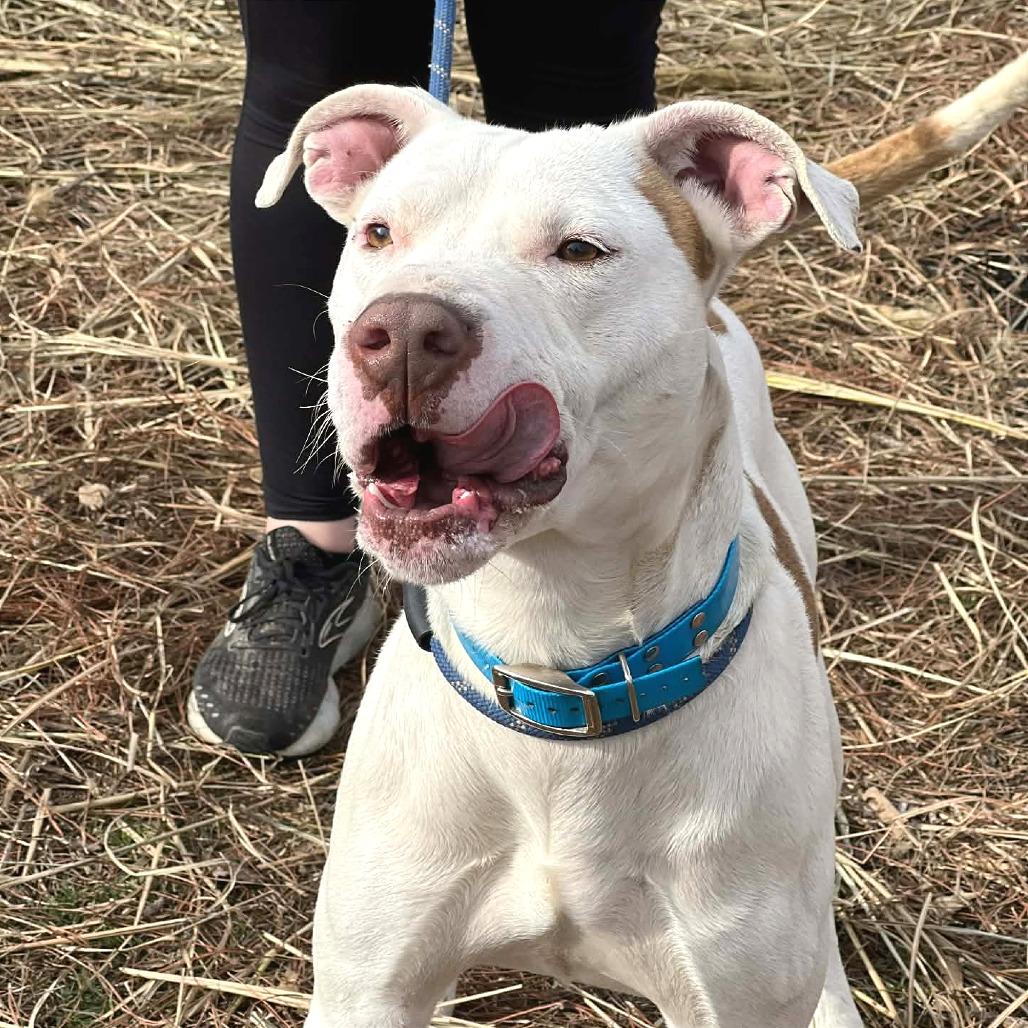 Genji, Adoptable, Adult Male Mixed Breed.