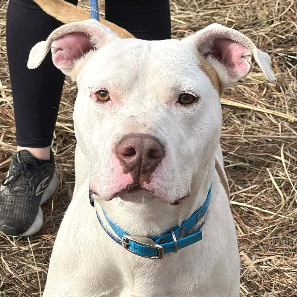 Enlarge Genji, a Adoptable Mixed Breed in Huntington, WV image 3/5