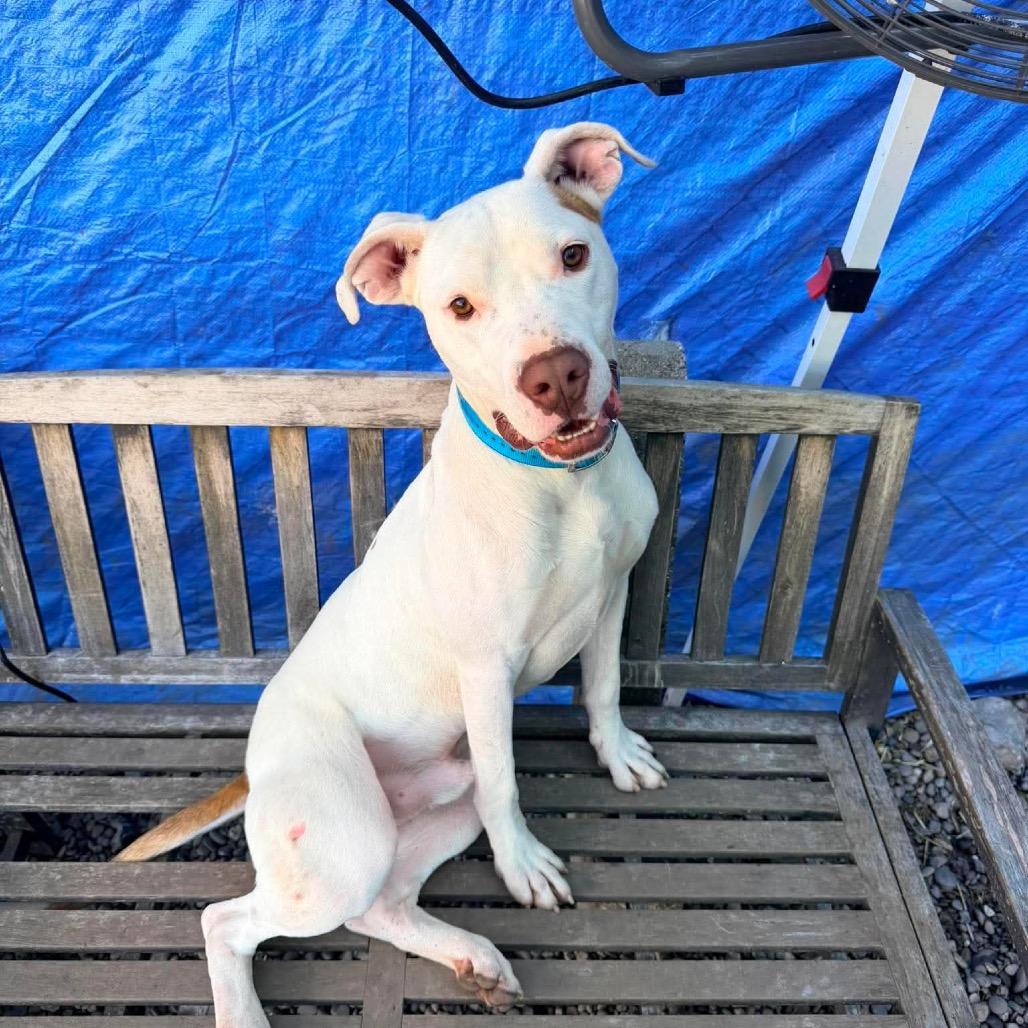 Genji, a Adoptable Mixed Breed in Huntington, WV image 4/6