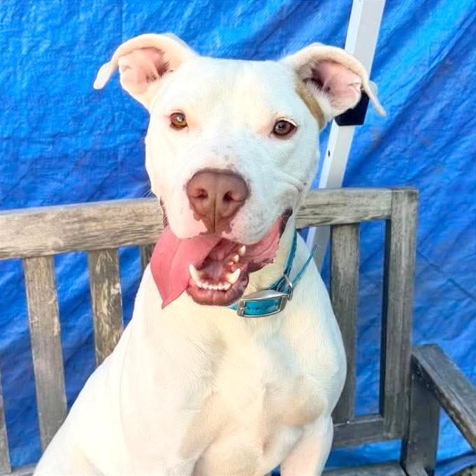 Genji, a Adoptable Mixed Breed in Huntington, WV image 4/6