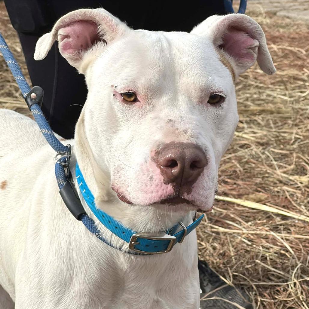 Enlarge Genji, a Adoptable Mixed Breed in Huntington, WV image 4/5