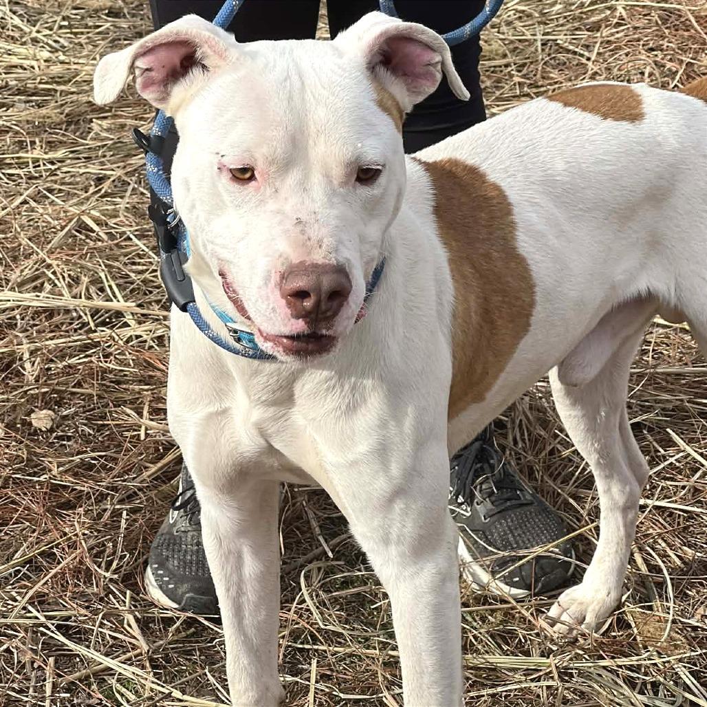 Enlarge Genji, a Adoptable Mixed Breed in Huntington, WV image 5/5