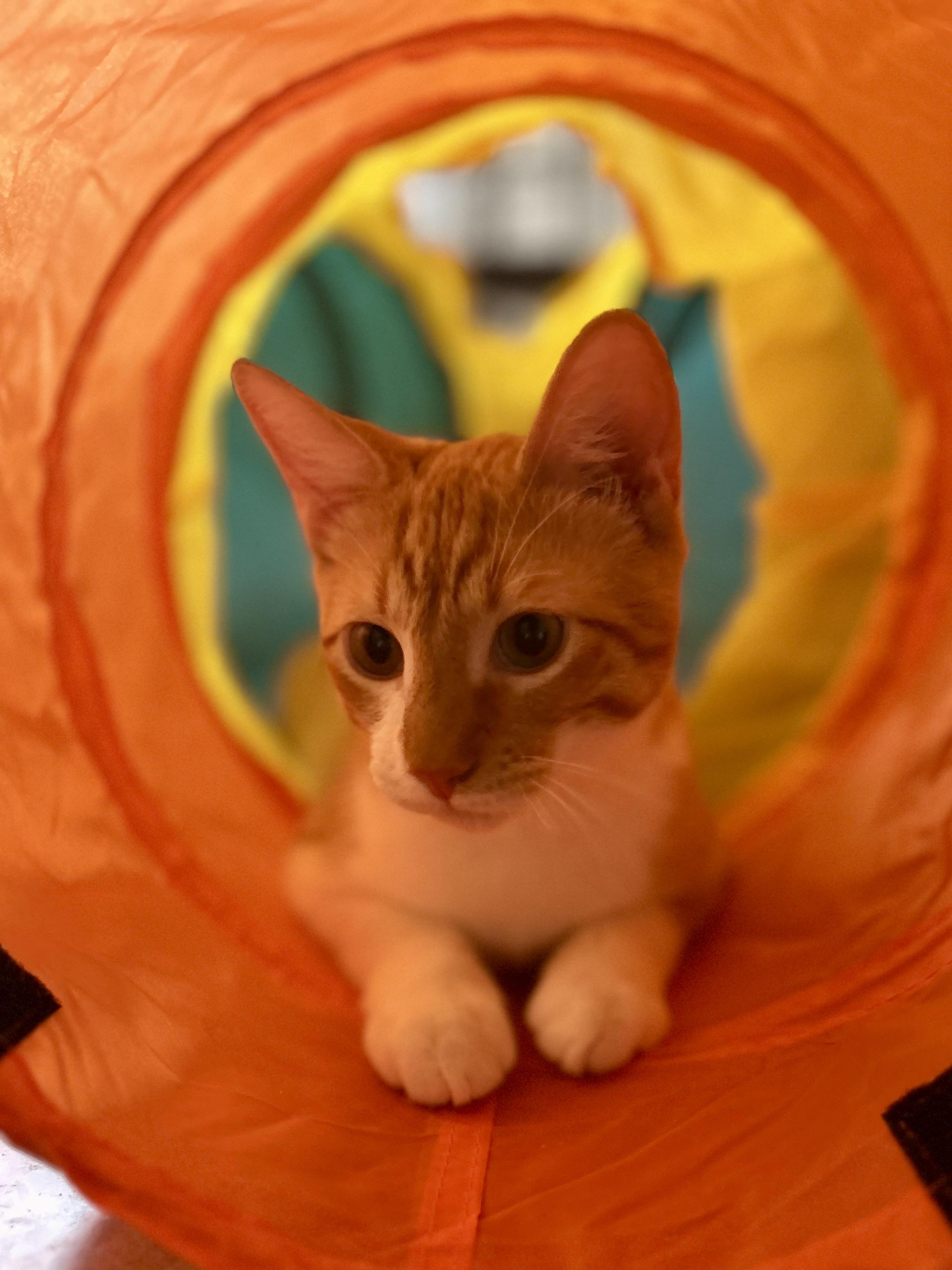 Enlarge Sunny (lap cat / playful / social), an adopted mixed breed in San Jose, CA image 2/4