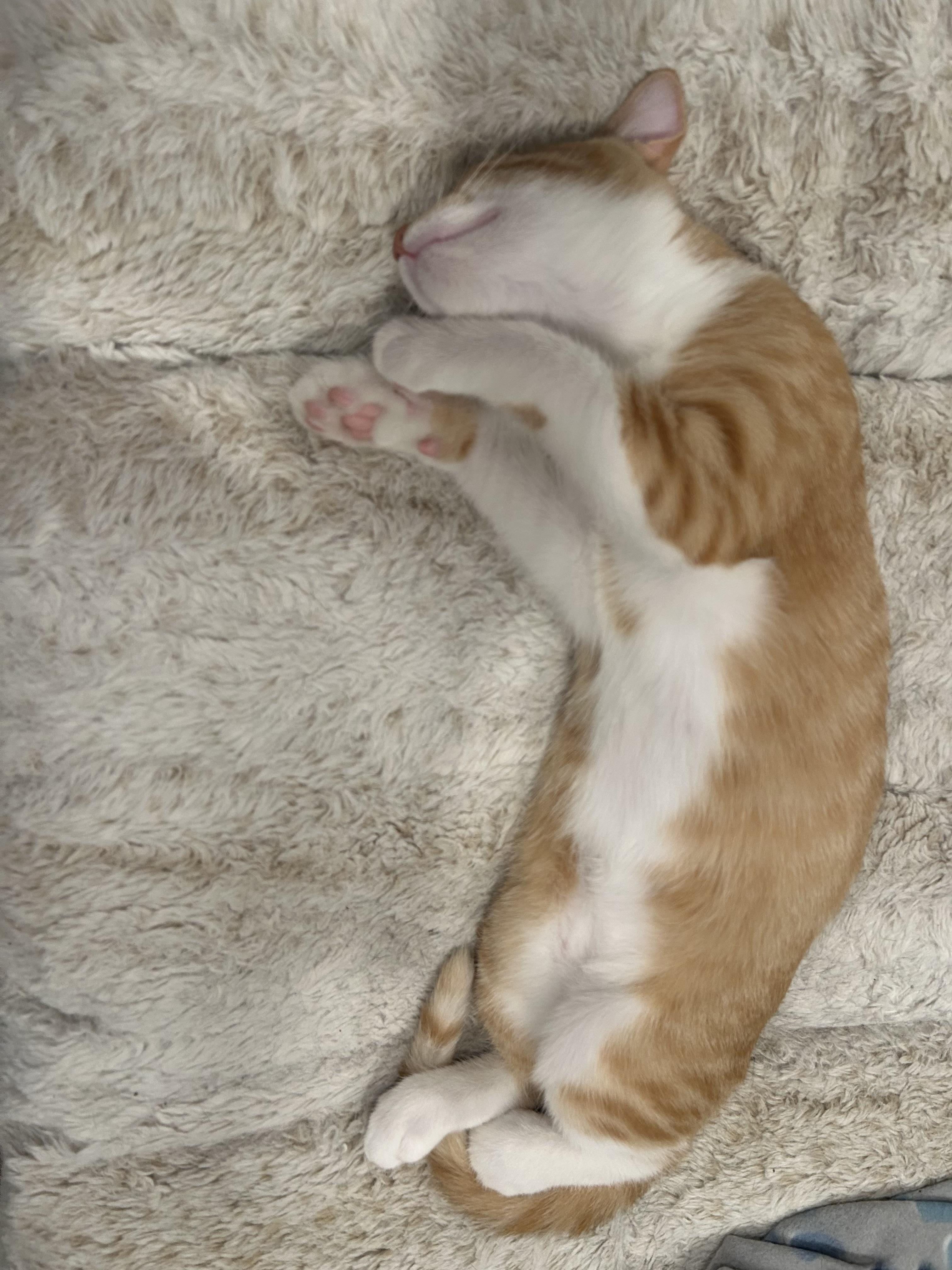 Enlarge Sunny (lap cat / playful / social), an adopted mixed breed in San Jose, CA image 3/4