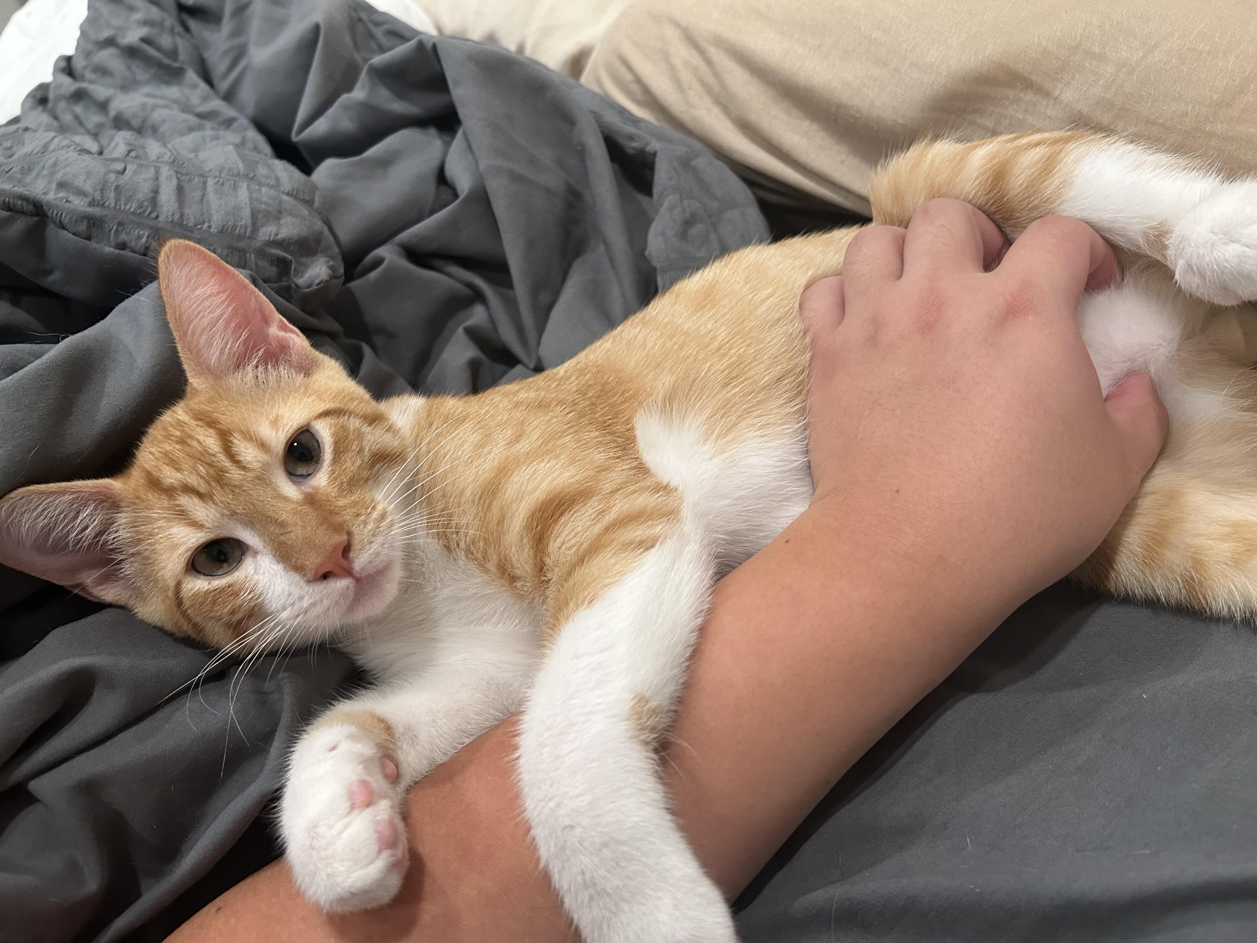 Sunny (lap cat / playful / social), adopted, Young Male Tabby & Domestic Short Hair.