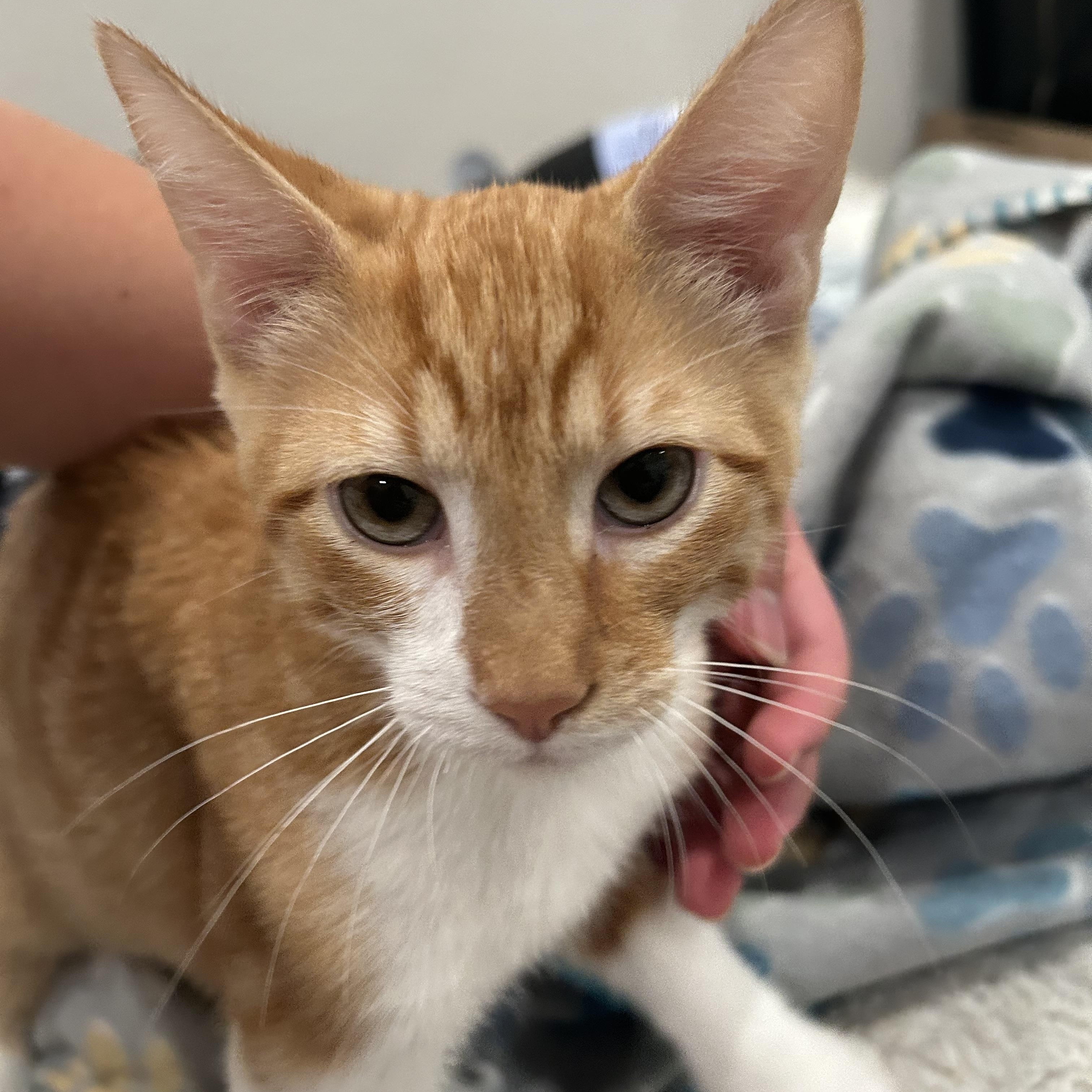 Enlarge Sunny (lap cat / playful / social), an adopted mixed breed in San Jose, CA image 4/4