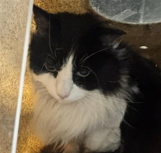 Enlarge LUCA, a Adoptable mixed breed in Anchorage, AK image 1/1