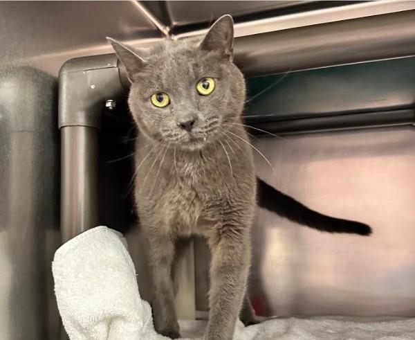 Logan, a Adoptable Domestic Short Hair in North Myrtle Beach, SC image 3/6