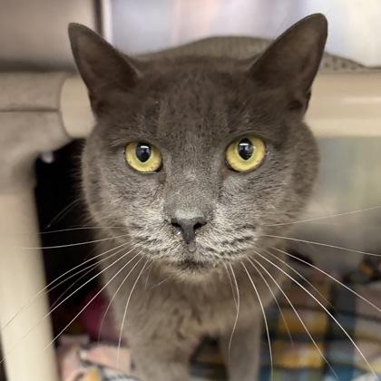 Logan, a Adoptable Domestic Short Hair in North Myrtle Beach, SC image 4/6