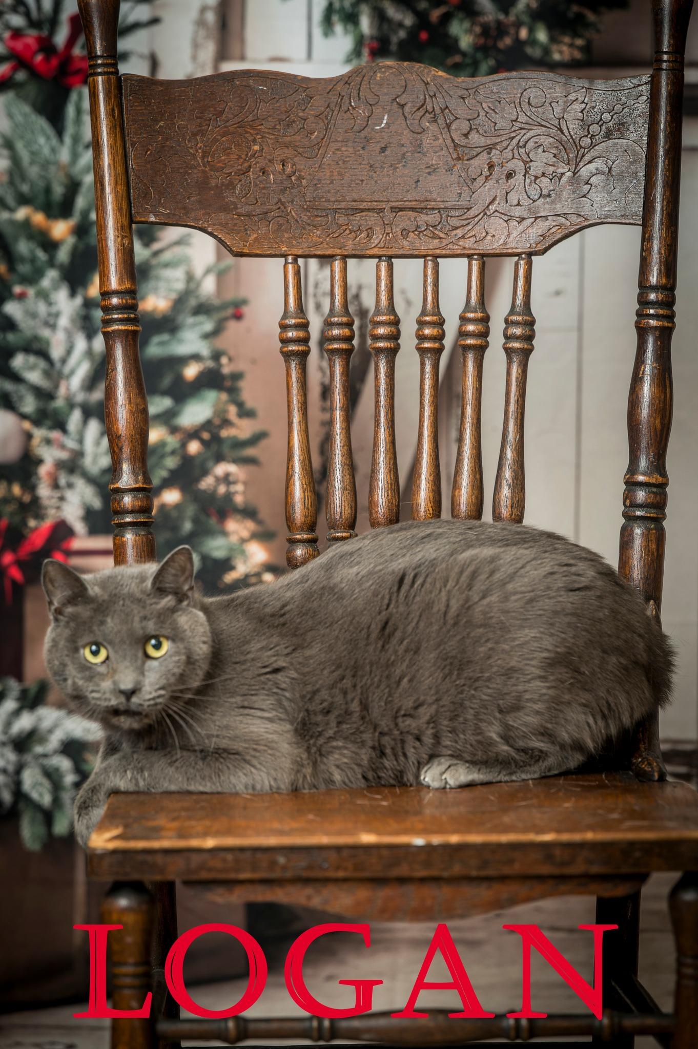 Logan, Adoptable, Adult Male Domestic Short Hair.