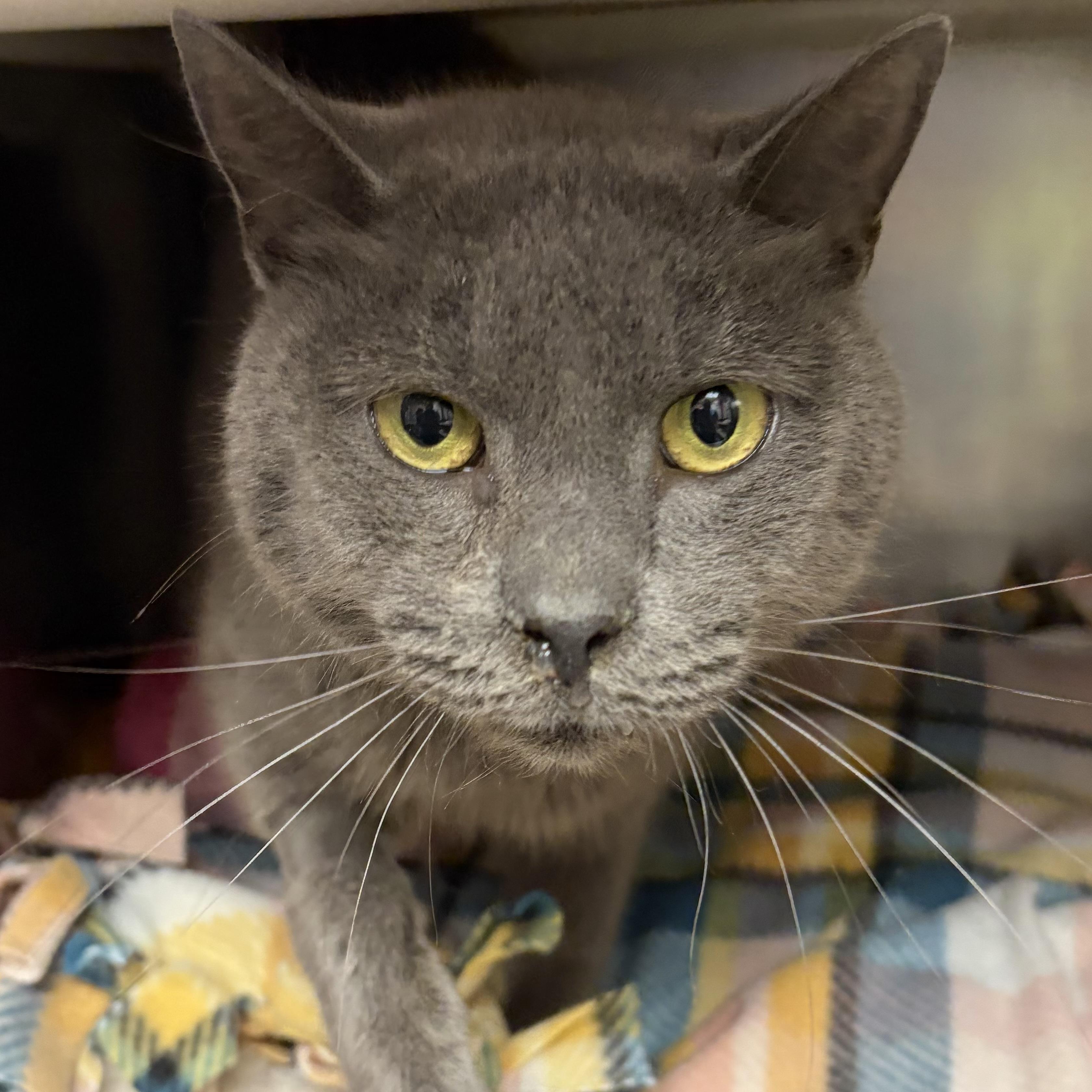 Logan, a Adoptable Domestic Short Hair in North Myrtle Beach, SC image 5/6