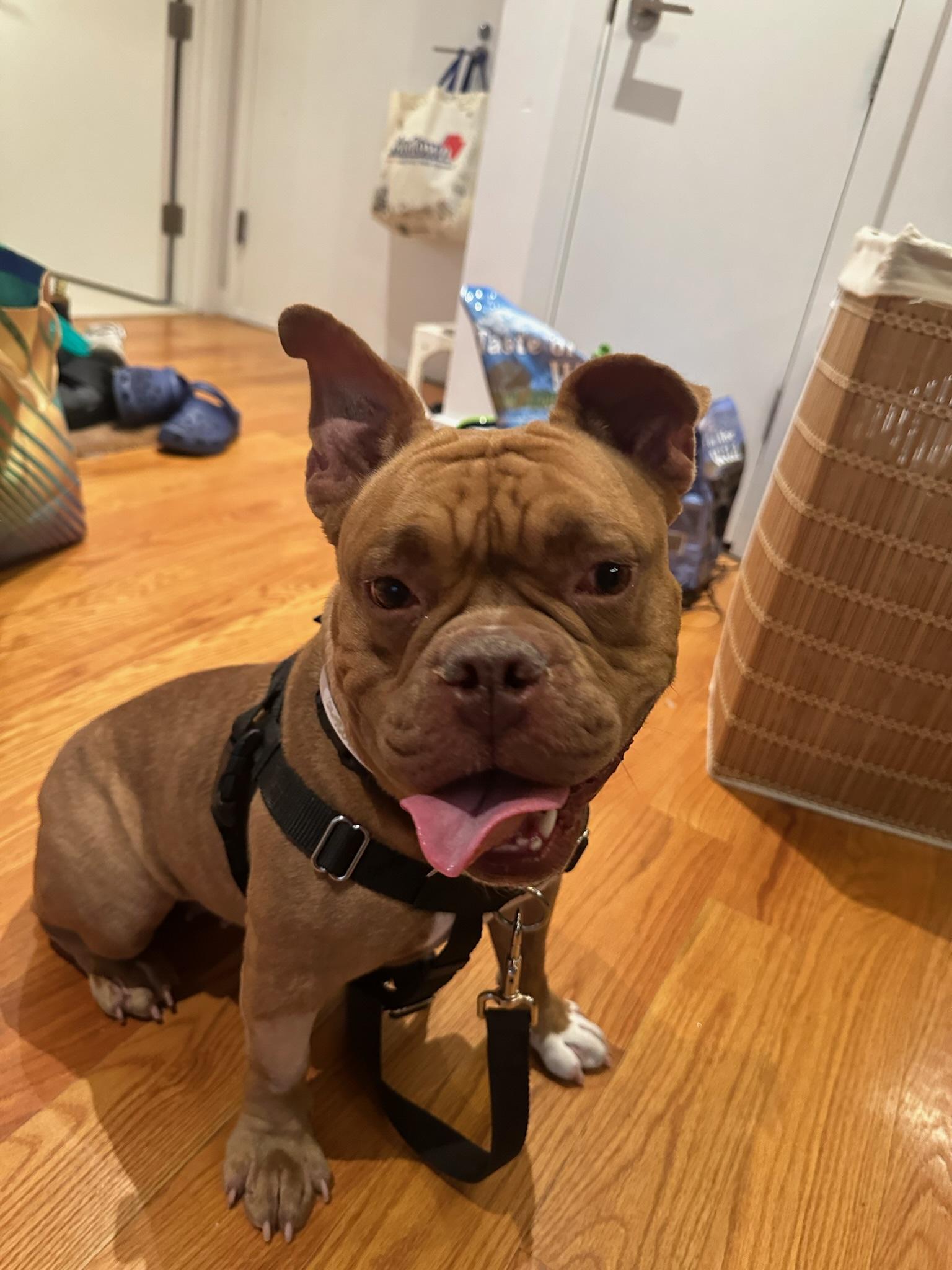 Enlarge Ladybug, a Adoptable mixed breed in Farmingdale, NY image 6/6