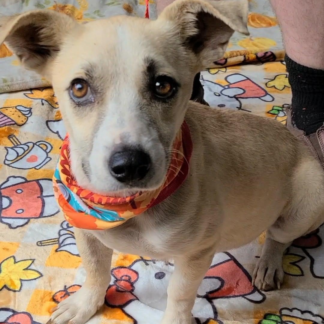 Liza, a Adoptable Mixed Breed image 1/5