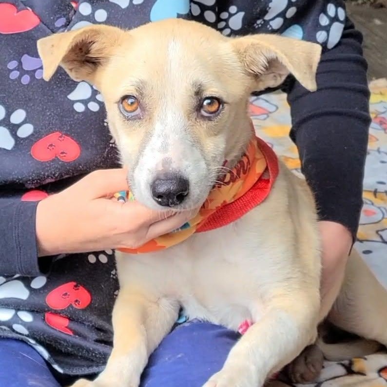 Liza, a Adoptable Mixed Breed image 2/5