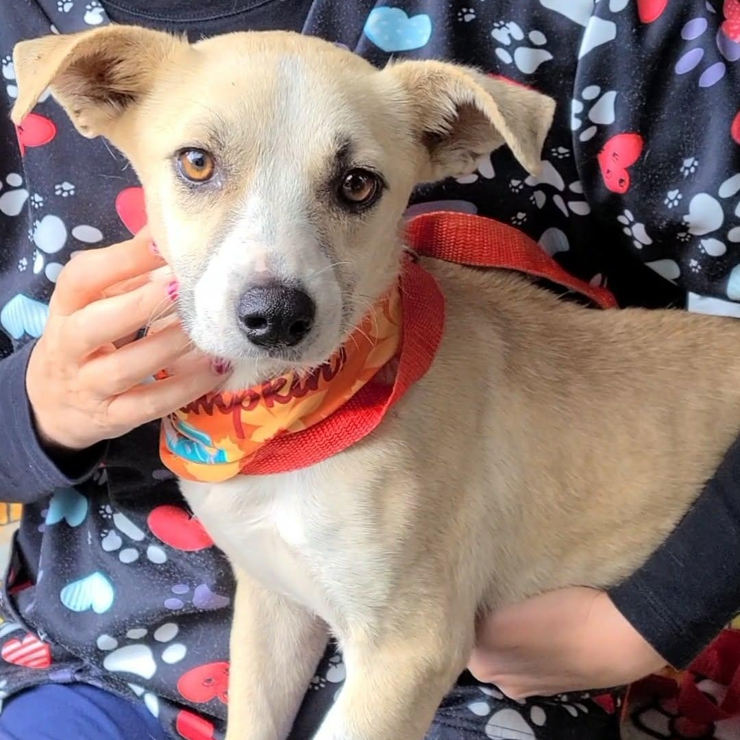 Liza, a Adoptable Mixed Breed image 3/5