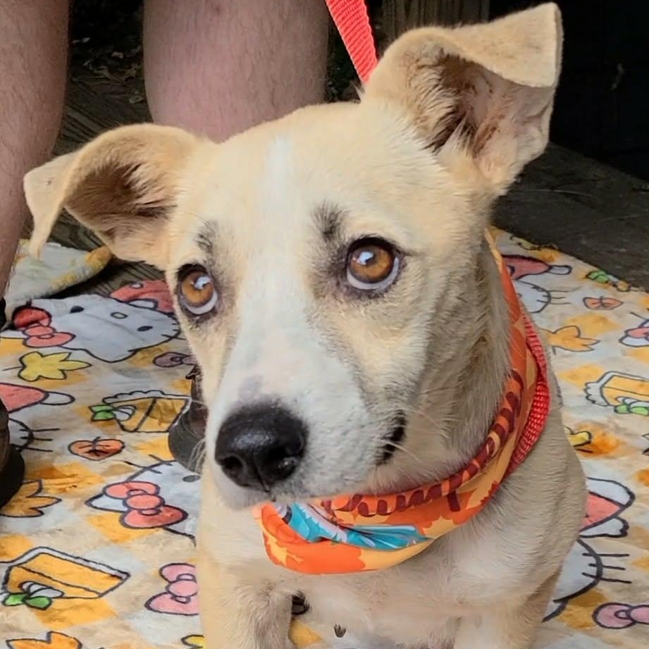 Liza, a Adoptable Mixed Breed image 4/5