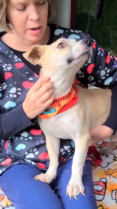 Enlarge Liza, a Adoptable Mixed Breed video 5/5