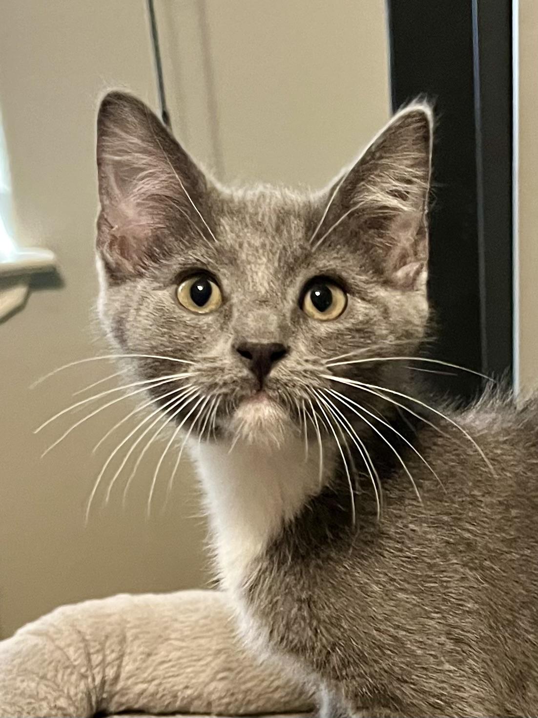 Enlarge Sackett CR, an adopted Domestic Short Hair in Schertz, TX image 1/1