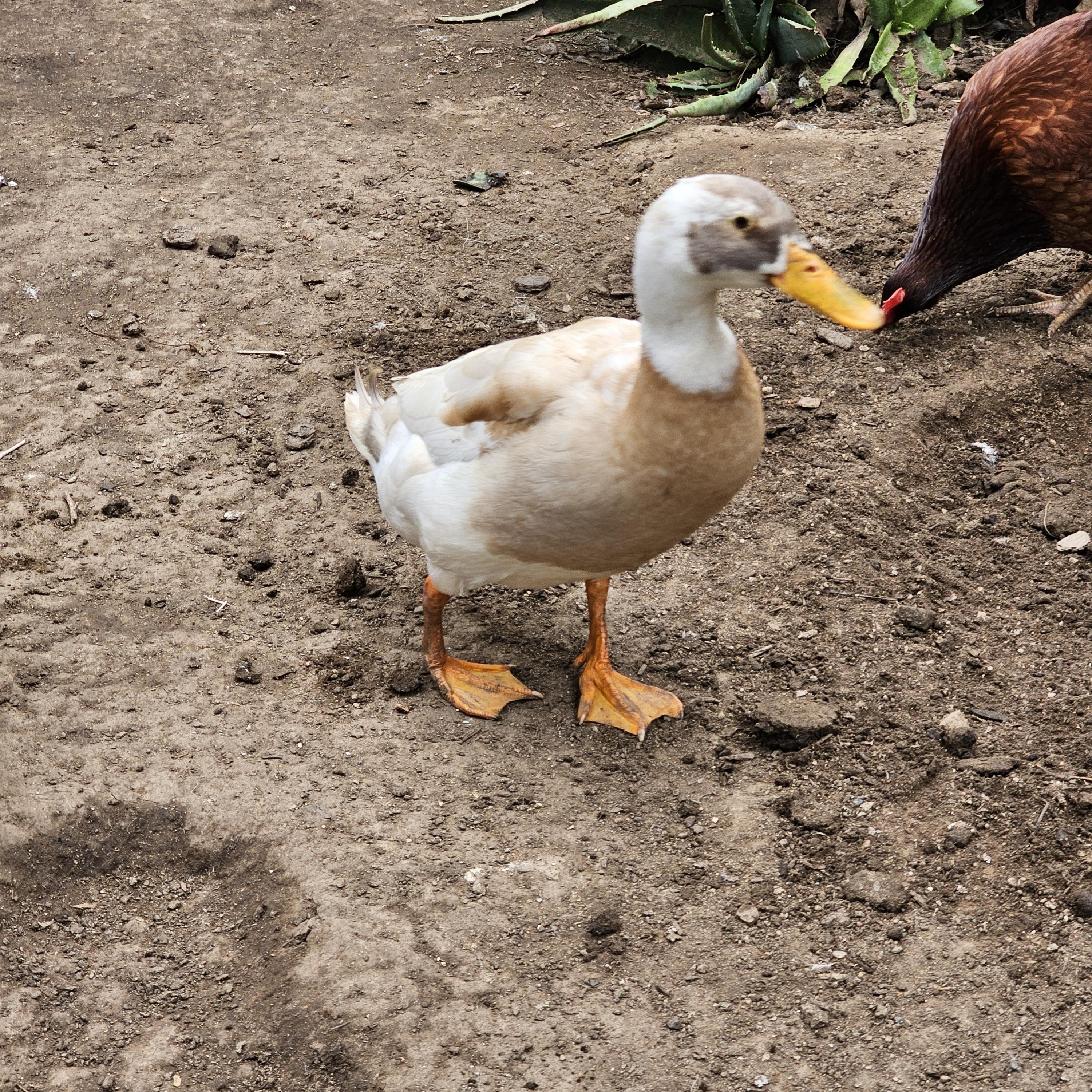 Enlarge Daffy, a Adoptable Duck in La Mesa, CA image 1/1
