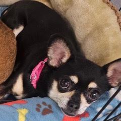 Miranda, an adopted Chihuahua in Green Valley, AZ image 2/2