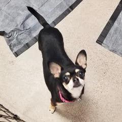 Miranda, adopted, Adult Female Chihuahua.