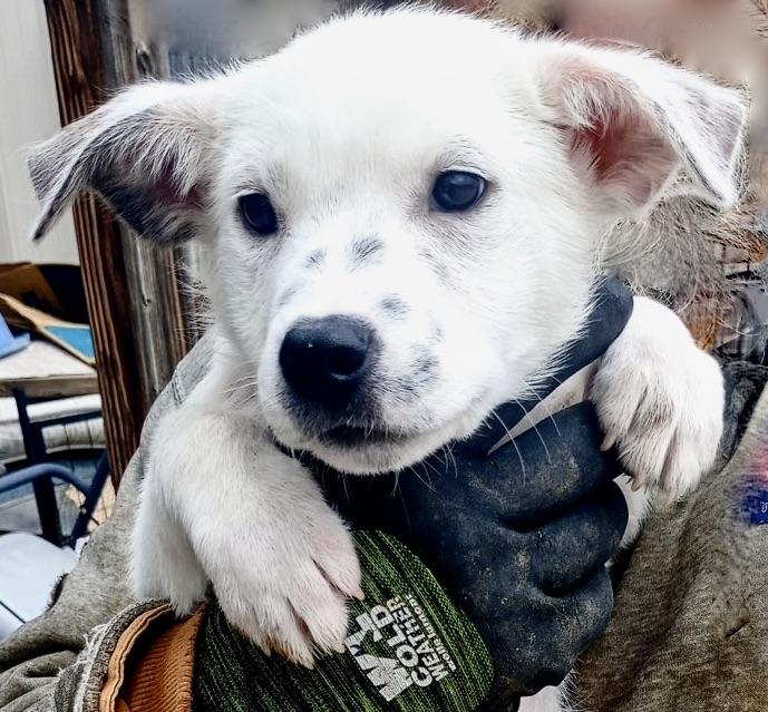 Lilac, Baby Female Great Pyrenees